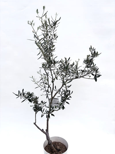 alt="鉢植えのオリーブの木”