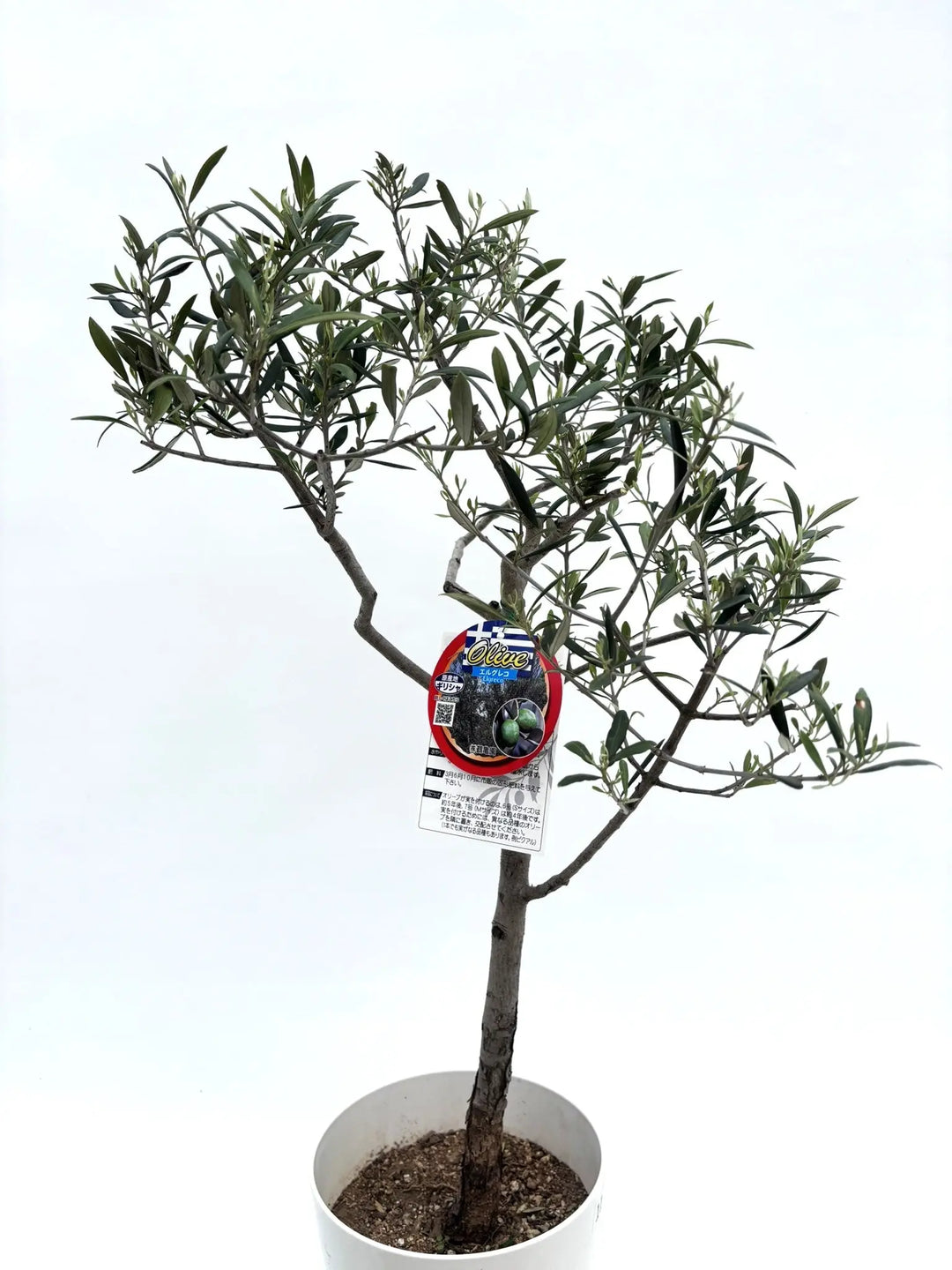オリーブの木,た植物/観葉植物 エルグレコ『綺麗な樹形。樹高㌢』 オリーブ：エルグレコ5号鉢植え の通販 | 園芸ネット