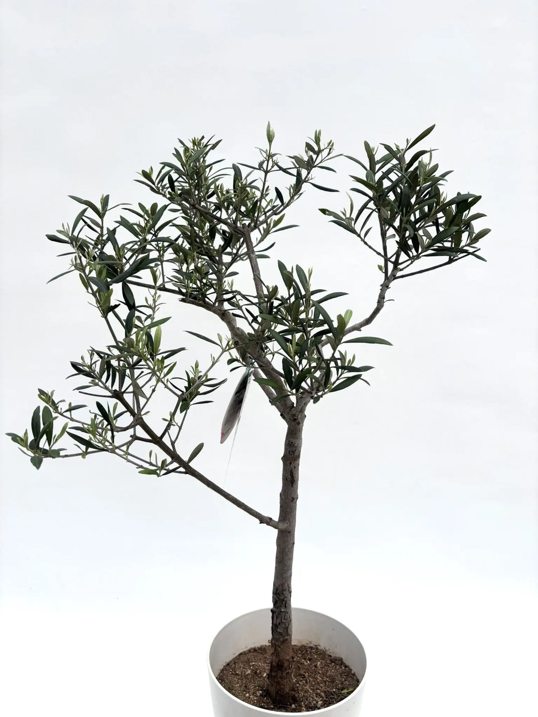 人気・直立型・室内OK】エルグレコ（オリーブの木）〈開帳型