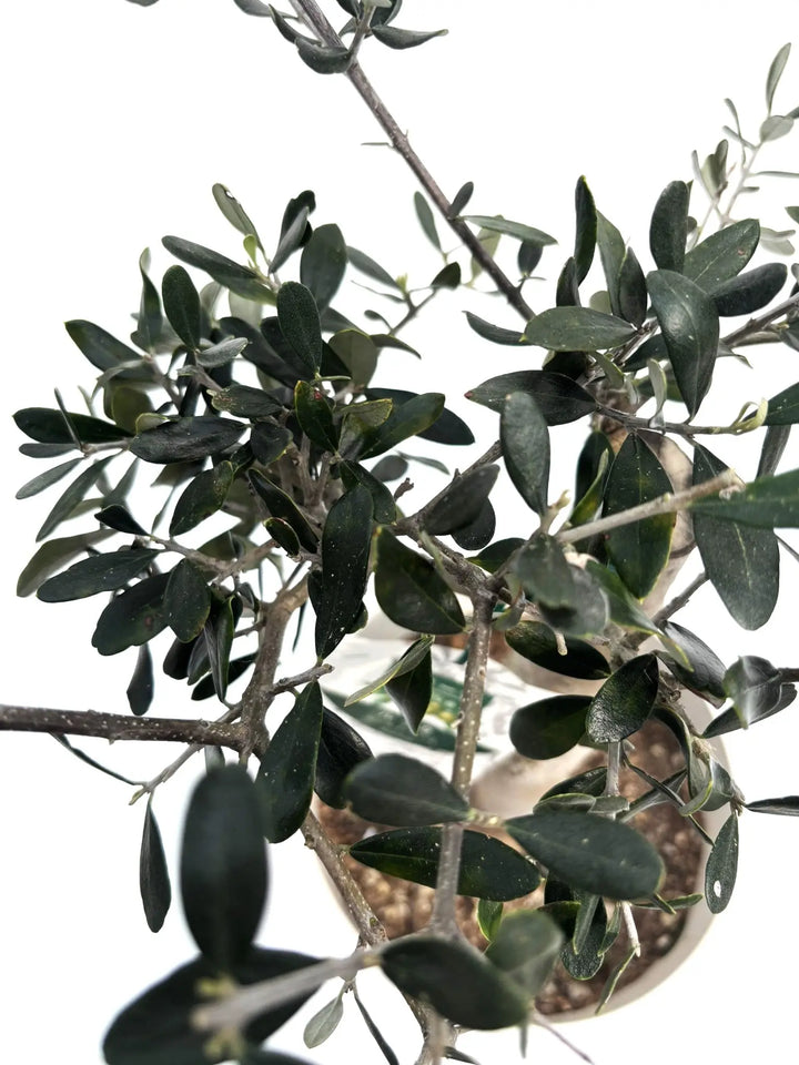 IMG_6319_720x.jpg?v=1749430059