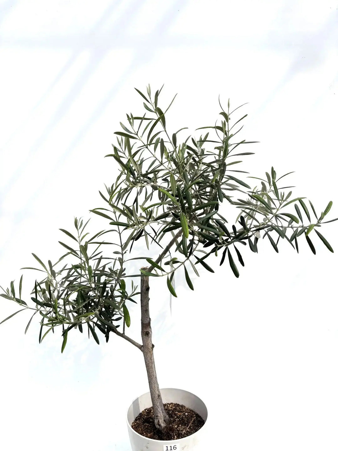 希少品種 - 株式会社鶴亀園