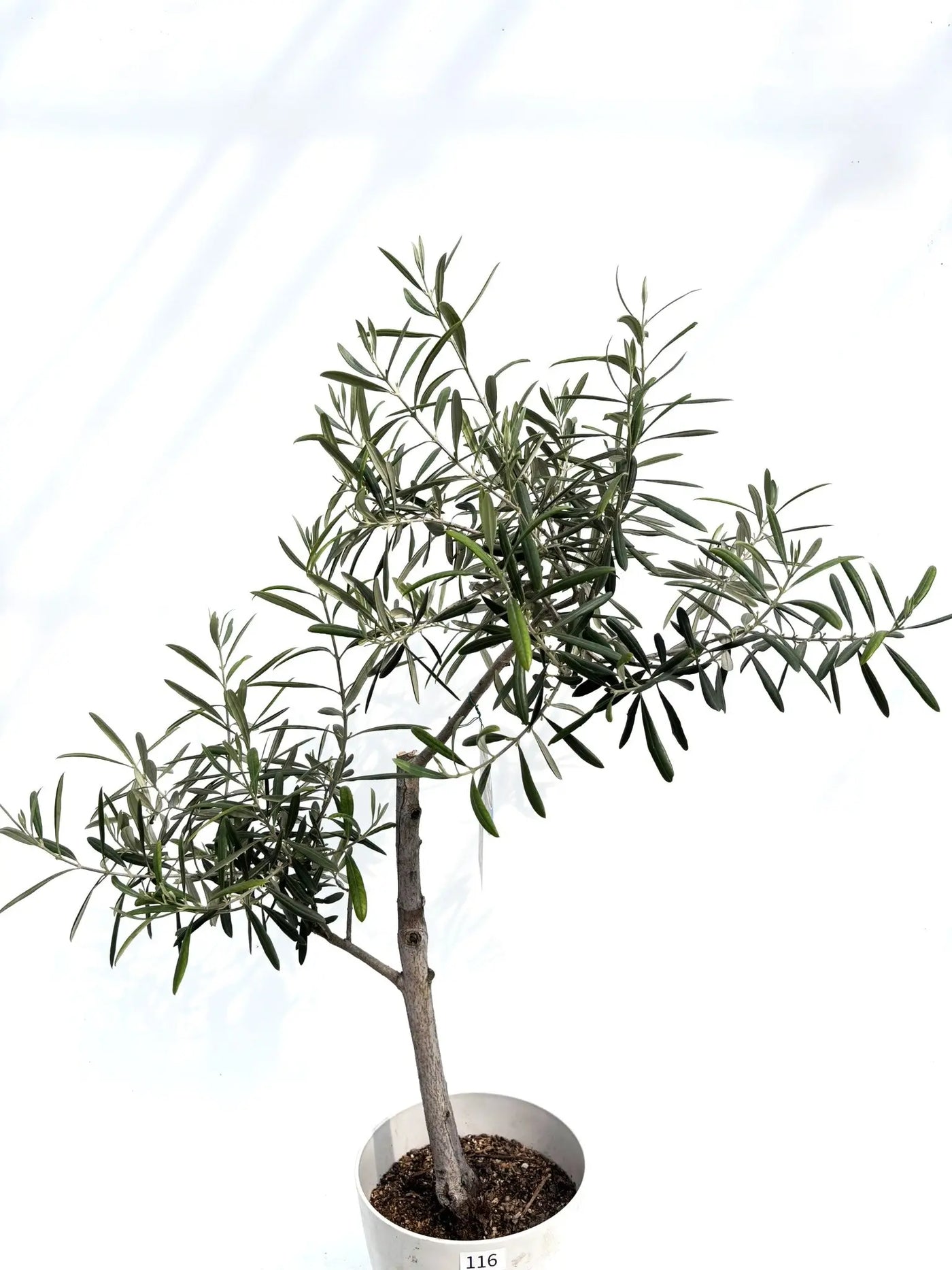 alt="鉢植えのオリーブの木　ワッガベルダル”
