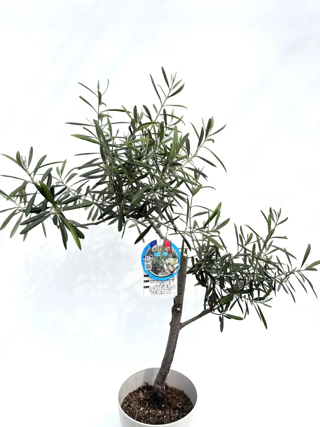 希少】ワッガベルダル（オリーブの木）〈室内向き〉｜約100cm｜Sサイズ
