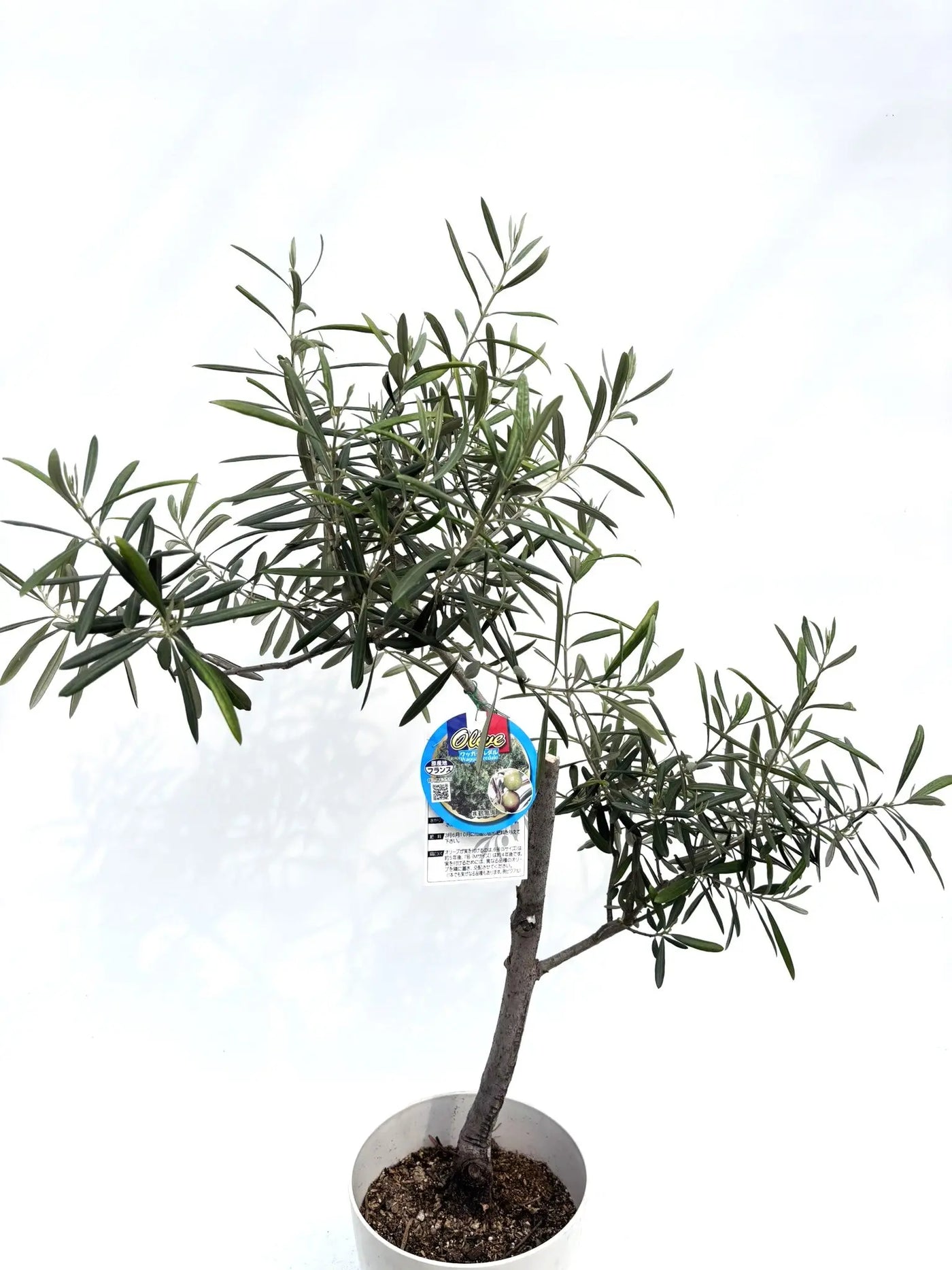 alt="鉢植えのオリーブの木”