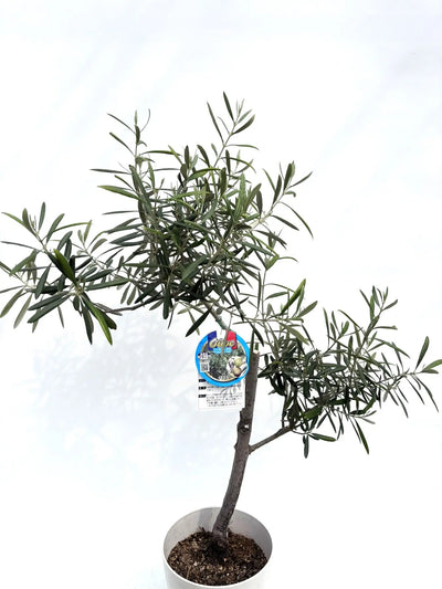 alt="鉢植えのオリーブの木”