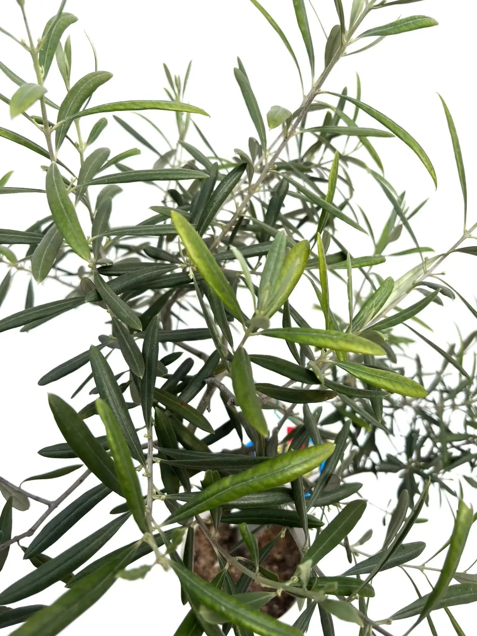 希少】ワッガベルダル（オリーブの木）〈室内向き〉｜約100cm｜Sサイズ