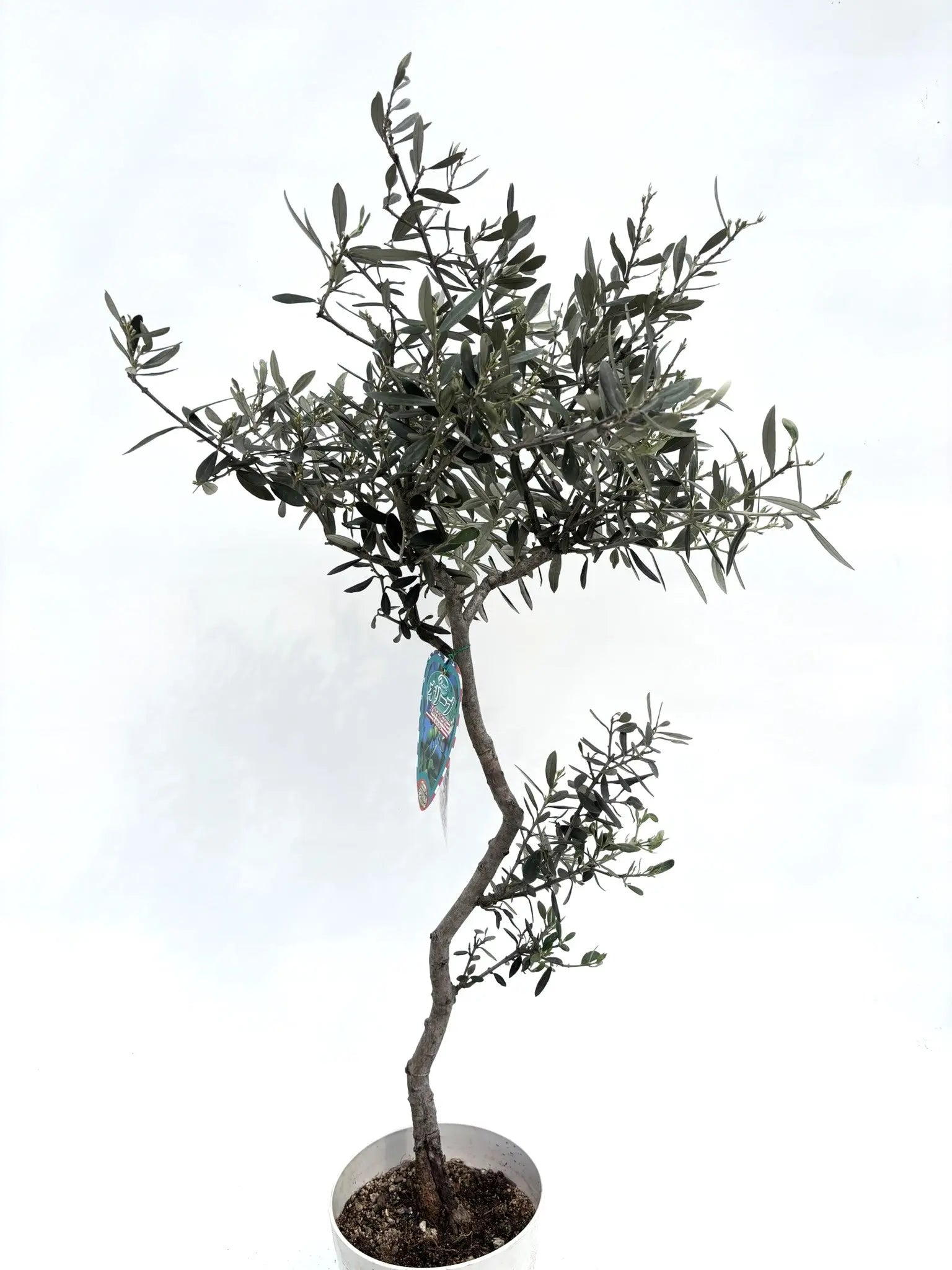 アメリカン XSサイズ 約100cm K-117 オリーブの木 希少品種 - 株式会社