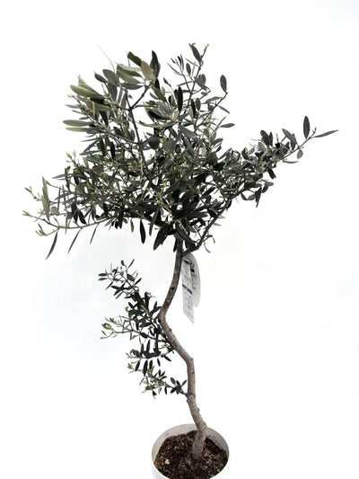 alt="鉢植えのオリーブの木”