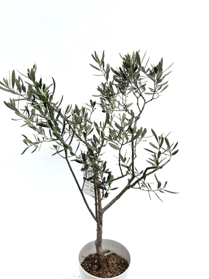 ぷりん　オリーブの木　アメリカン　太幹　植物 オリーブの木 アメリカン 太幹 植物 Powerdio Club: オリーブの