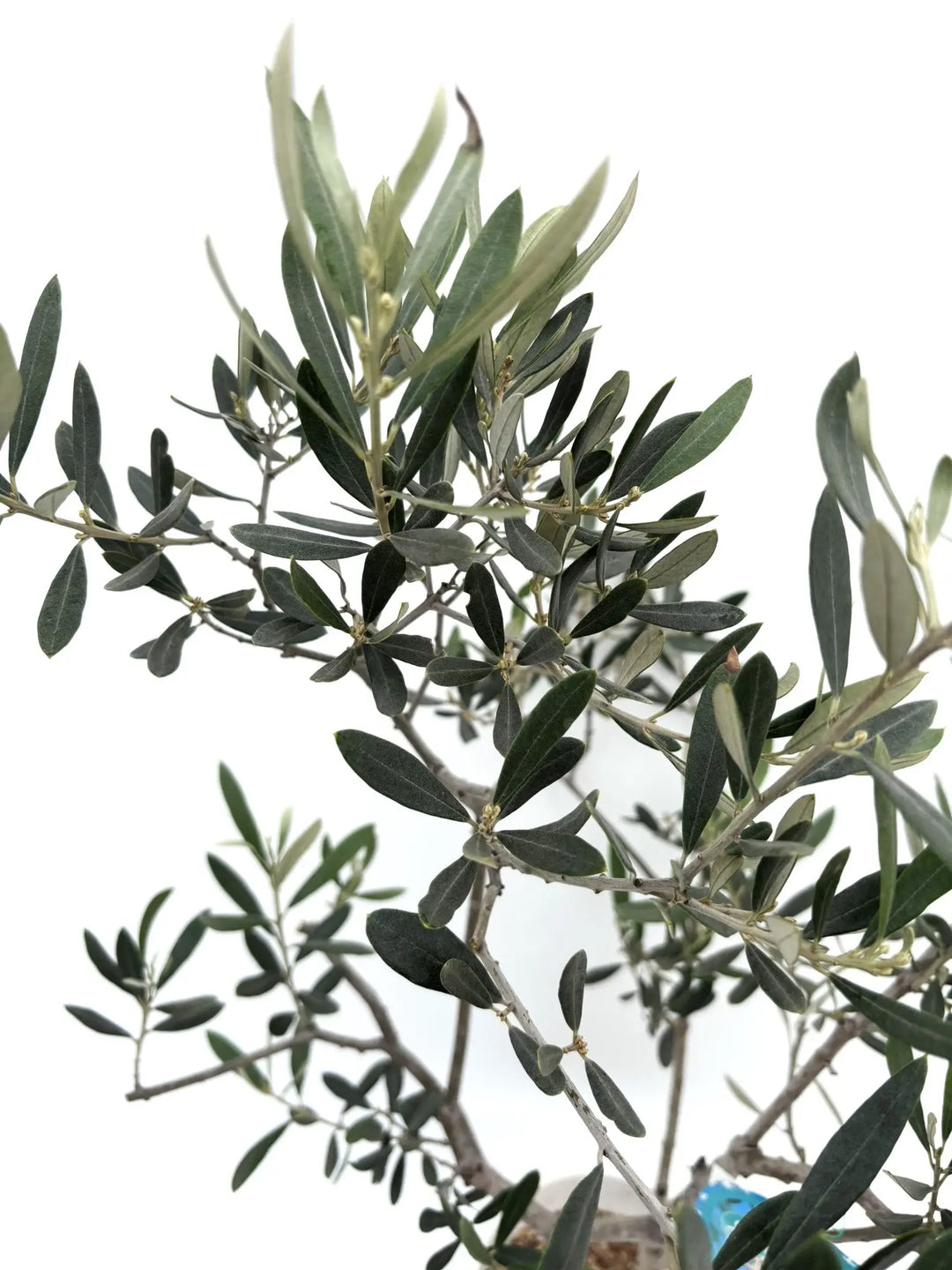 アメリカン XSサイズ 約80cm K-118 オリーブの木 希少品種