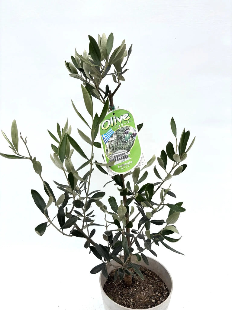 IMG_6337_1024x1024.jpg?v=