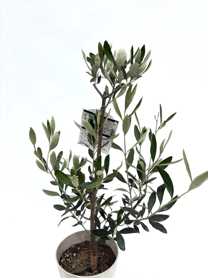 オリーブの木 ミッション 10号 約155cm NO.613 人気品種 現品掲載