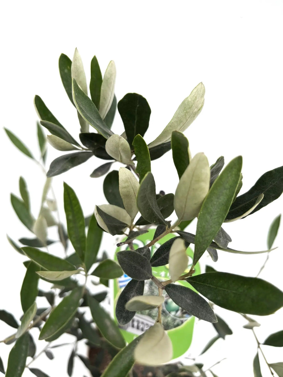 カラマタ XSサイズ 約70cm K-120 オリーブの木 希少品種 - 株式