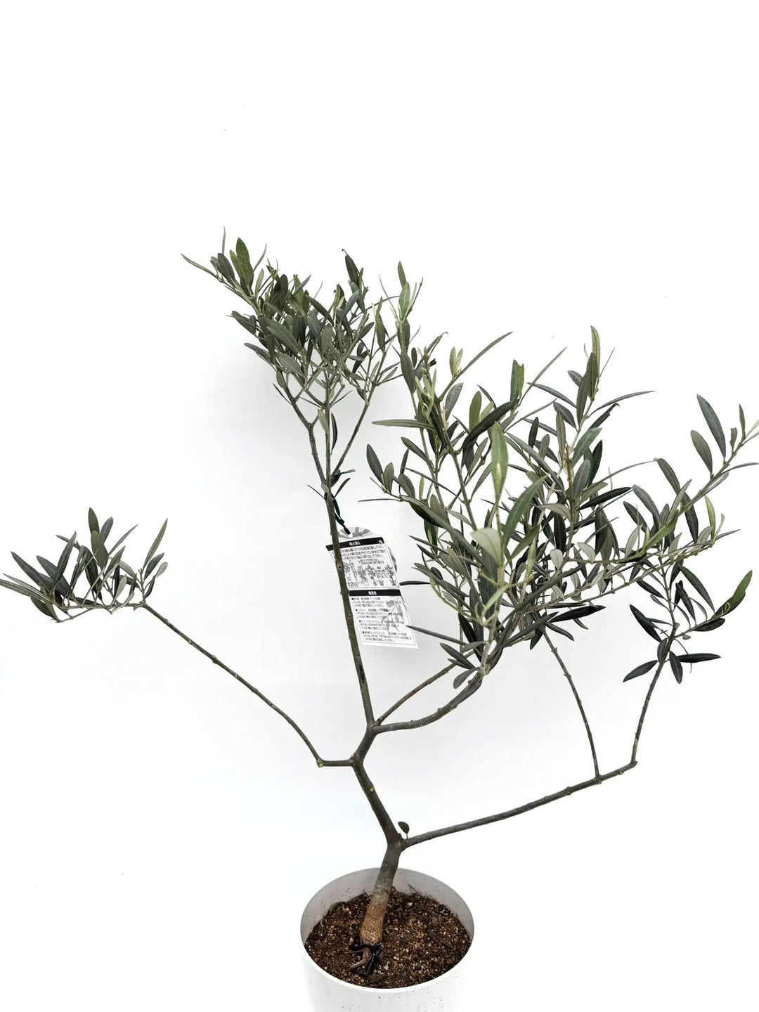 オリーブの木　ワッガベルダル　6号　80cm　NO.166　希少品種　観葉植物 希少】ワッガベルダル（オリーブの木）〈室内向き〉｜約140cm｜M