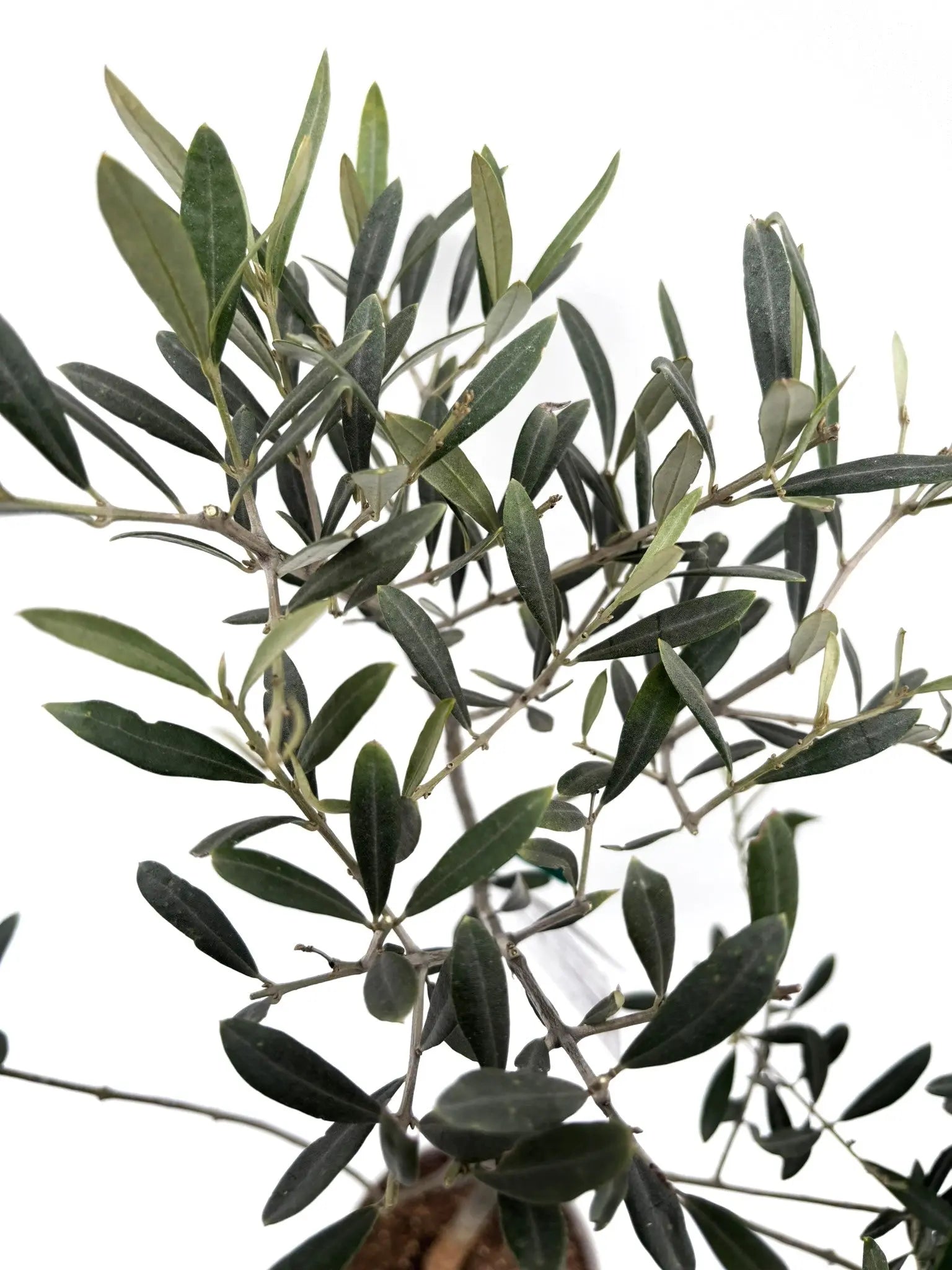 オリーブの木タラスコア6号約70cmK-122希少品種一点物