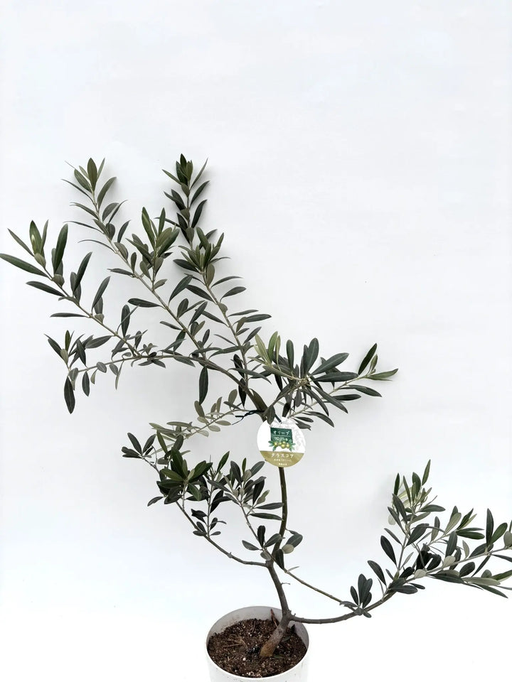 希少】タラスコア（オリーブの木）〈観葉植物〉｜約100cm｜XS