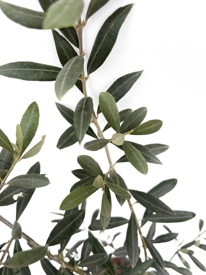 希少】タラスコア（オリーブの木）〈観葉植物〉｜約100cm｜XS