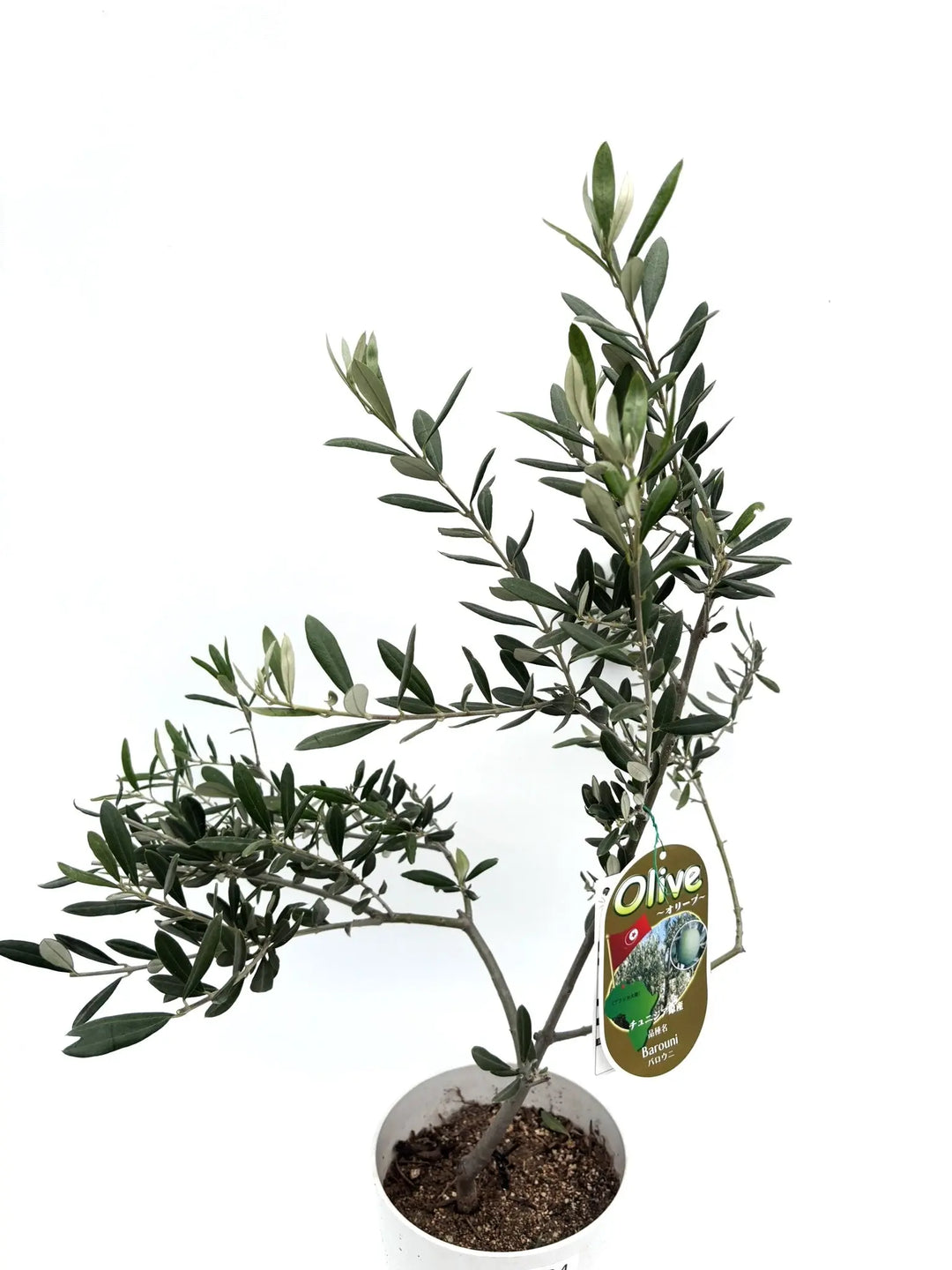 オリーブの木　バロウニ　6号　約70cm　K-125　希少品種　一点物 IMG_6353_1080x.jpg?v=1749430317
