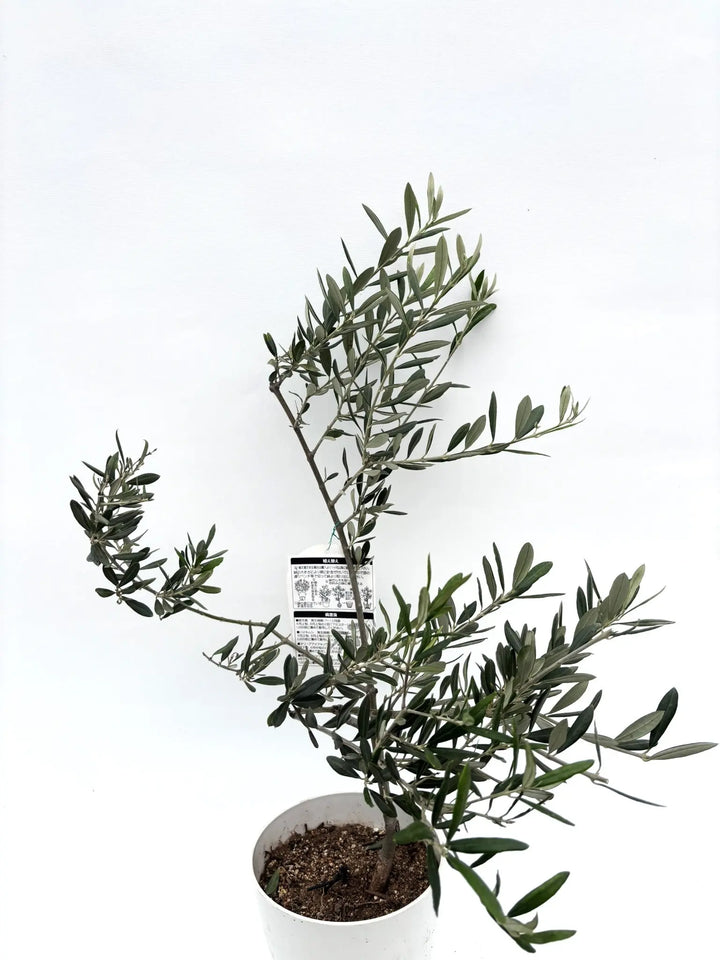 バロウニ XSサイズ 約80cm K-124 オリーブの木 希少品種 - 株式会社鶴亀園