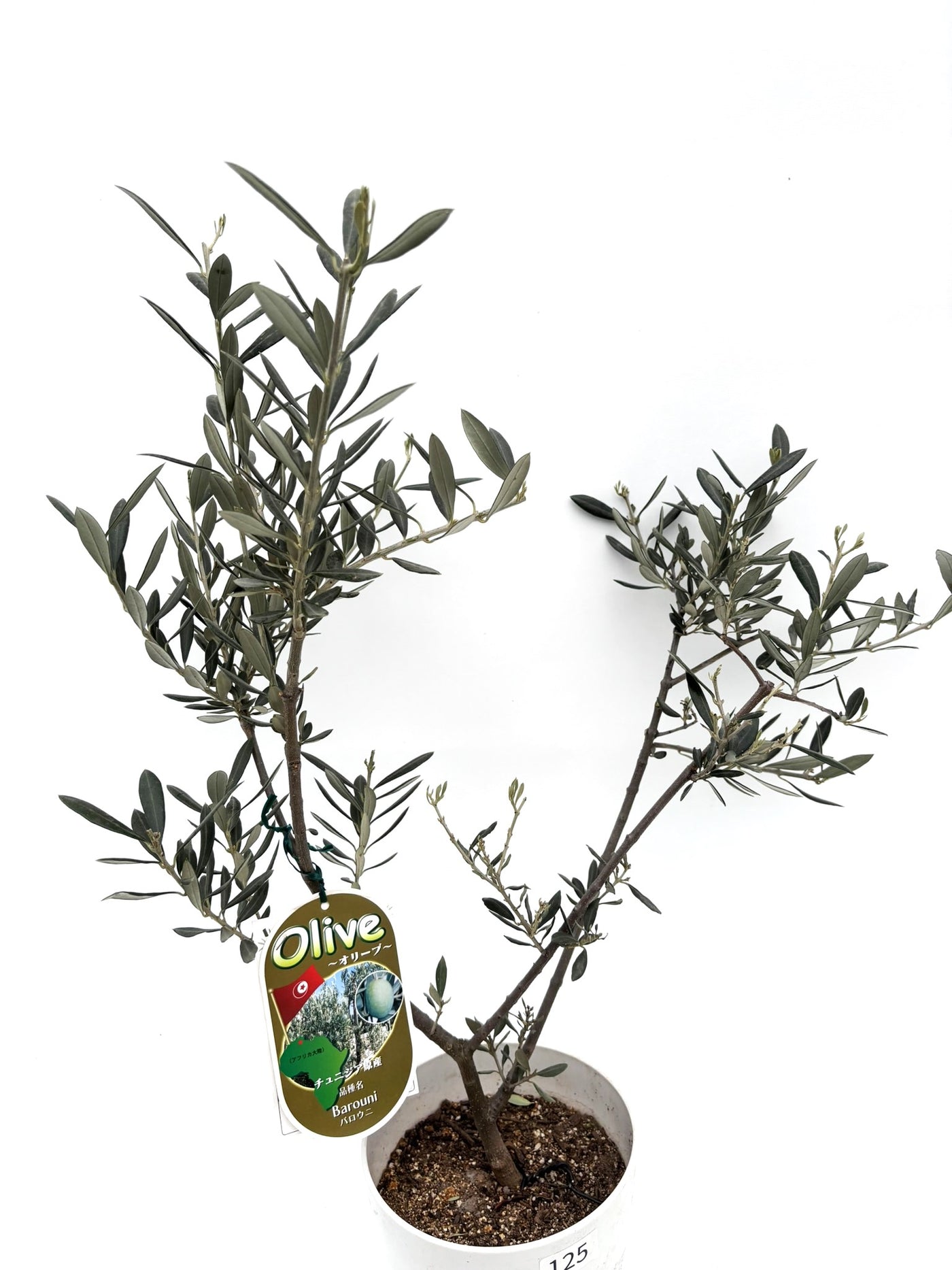 alt="鉢植えのオリーブの木”