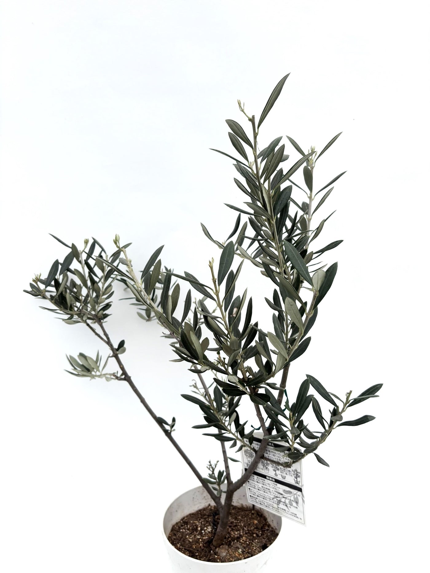 alt="鉢植えのオリーブの木”