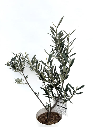 alt="鉢植えのオリーブの木”