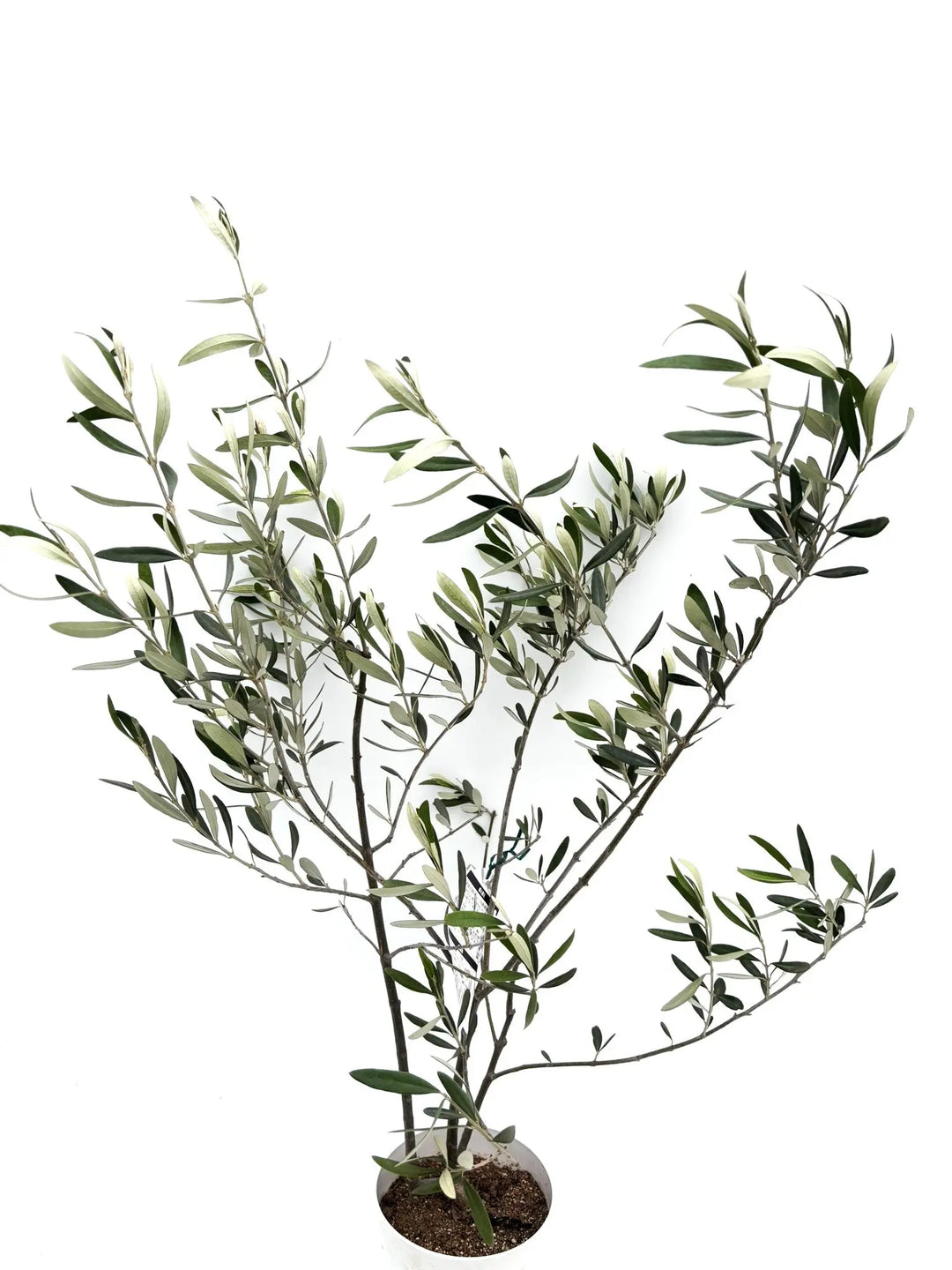 希少・白葉・室内向き】ホワイト（オリーブの木）〈柳型樹形