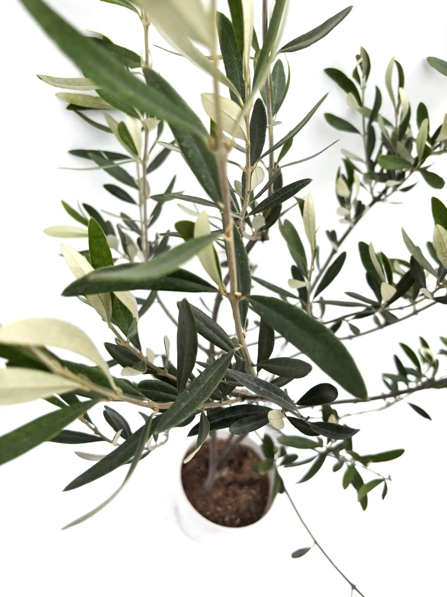 IMG_6364.jpg?v=1749430459