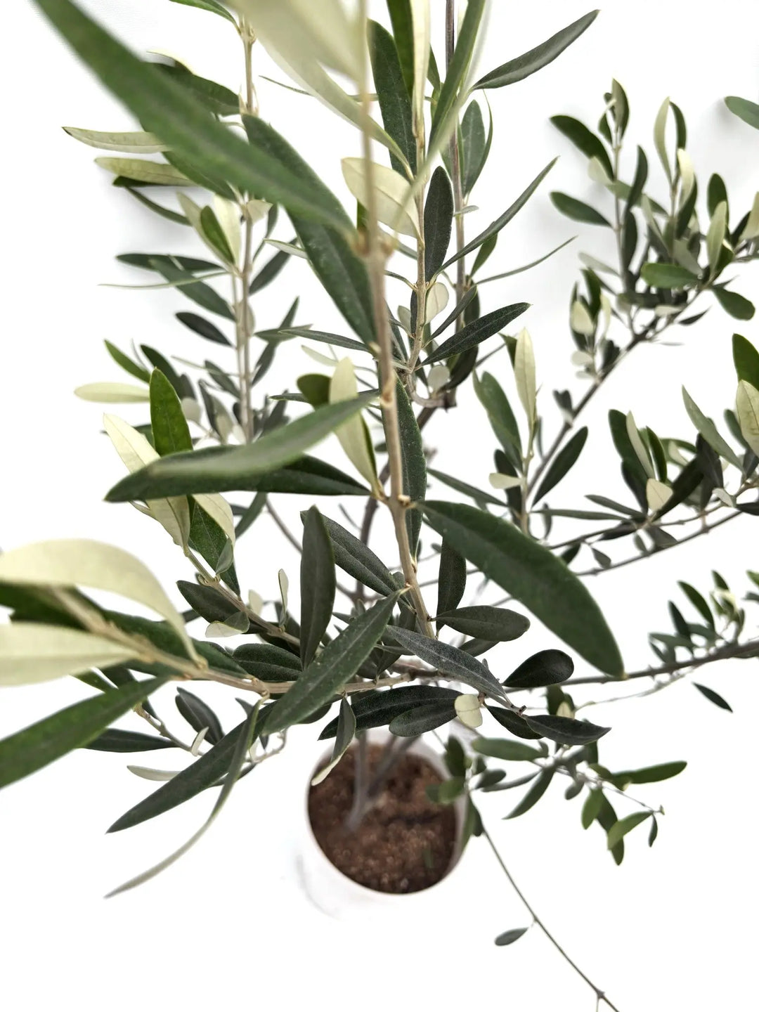 希少・白葉・室内向き】ホワイト（オリーブの木）〈柳型樹形
