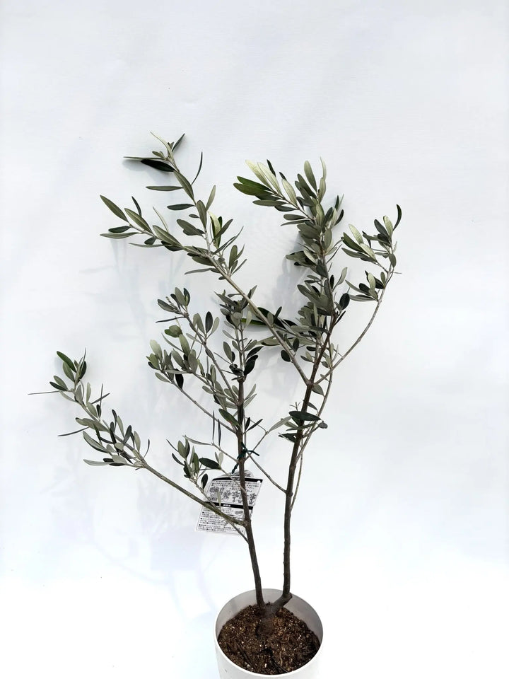 オリーブの木　ホワイト　8号　約160cm　K-201　一点物　希少品種 オリーブの木 8号 | 観葉植物 | 送料無料でお届け - Hitohana