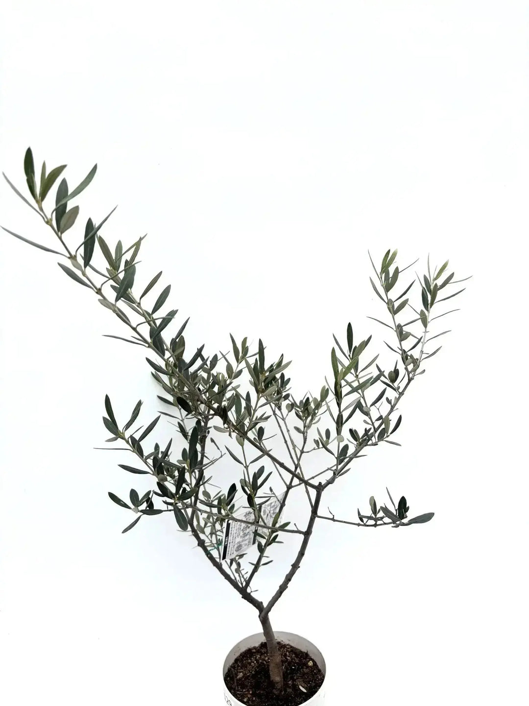 IMG_6374_1080x.jpg?v=1749430575