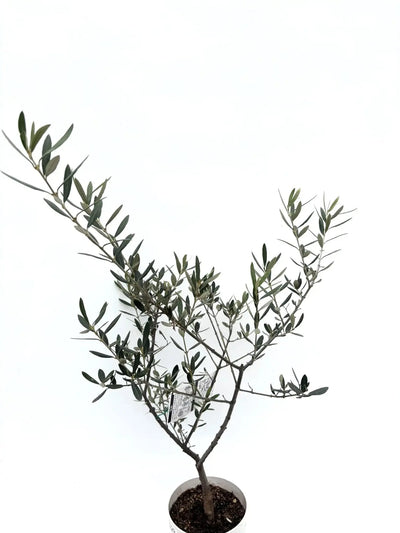 alt="鉢植えのオリーブの木”