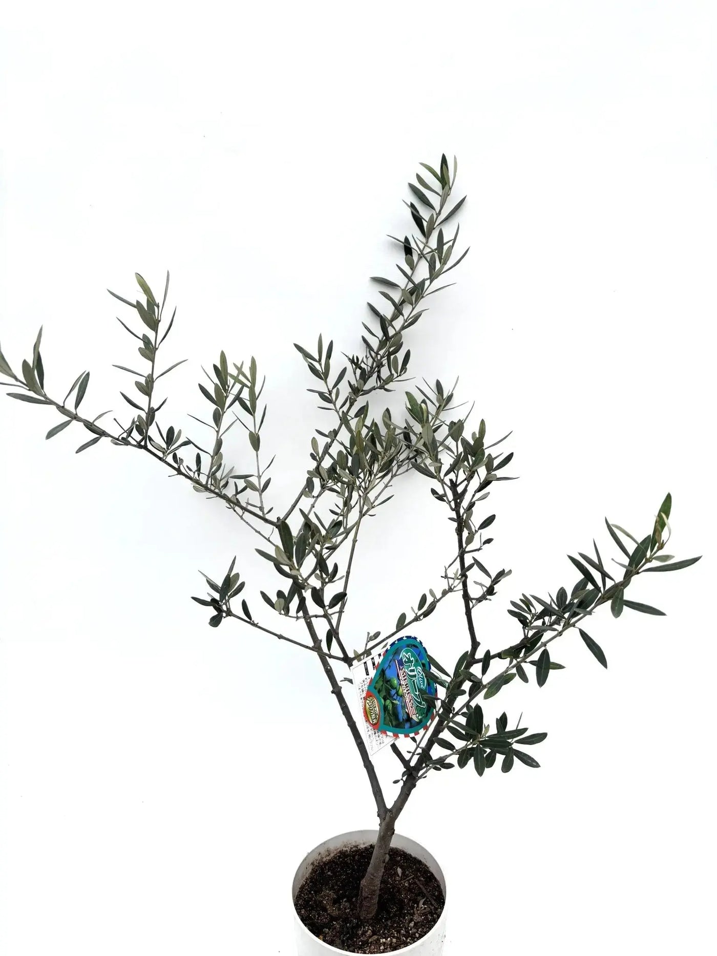 alt="鉢植えのオリーブの木”