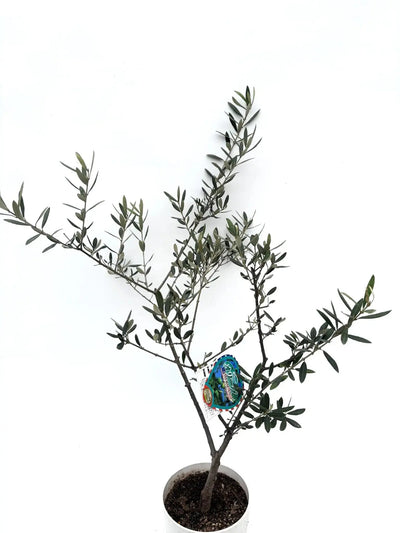alt="鉢植えのオリーブの木”