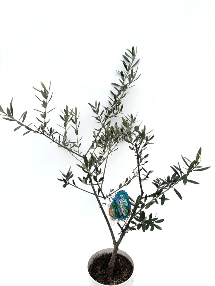 希少・室内向き・銀葉】アメリカン（オリーブの木）〈直立型〉｜100cm