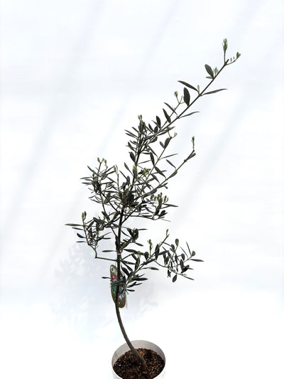 alt="鉢植えのオリーブの木”