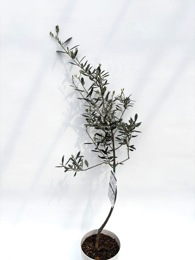 alt="鉢植えのオリーブの木”