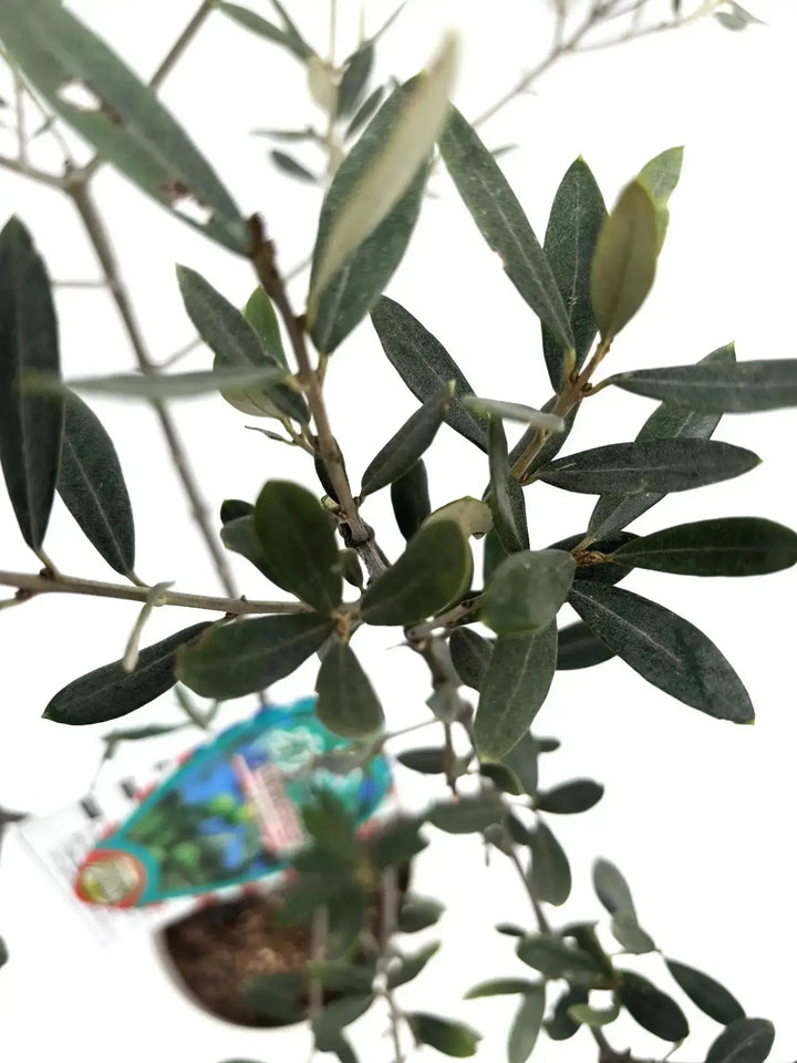 希少・室内向き・銀葉】アメリカン（オリーブの木）〈直立型〉｜100cm