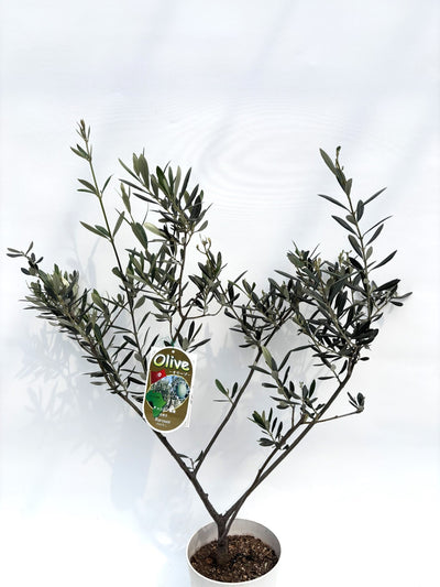 alt="鉢植えのオリーブの木”