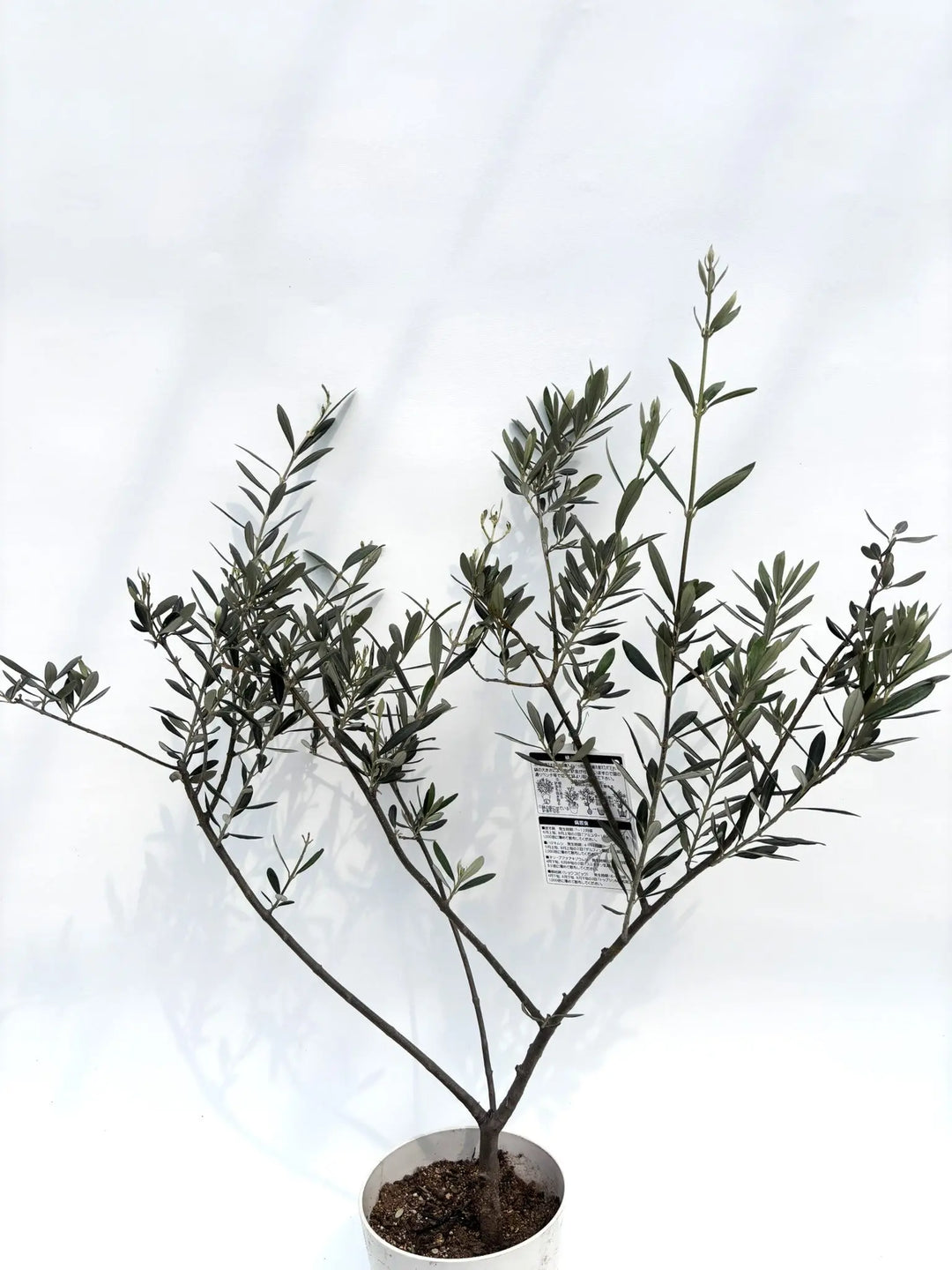 バロウニ XSサイズ 約90cm K-131 オリーブの木 希少品種 - 株式会社鶴亀園