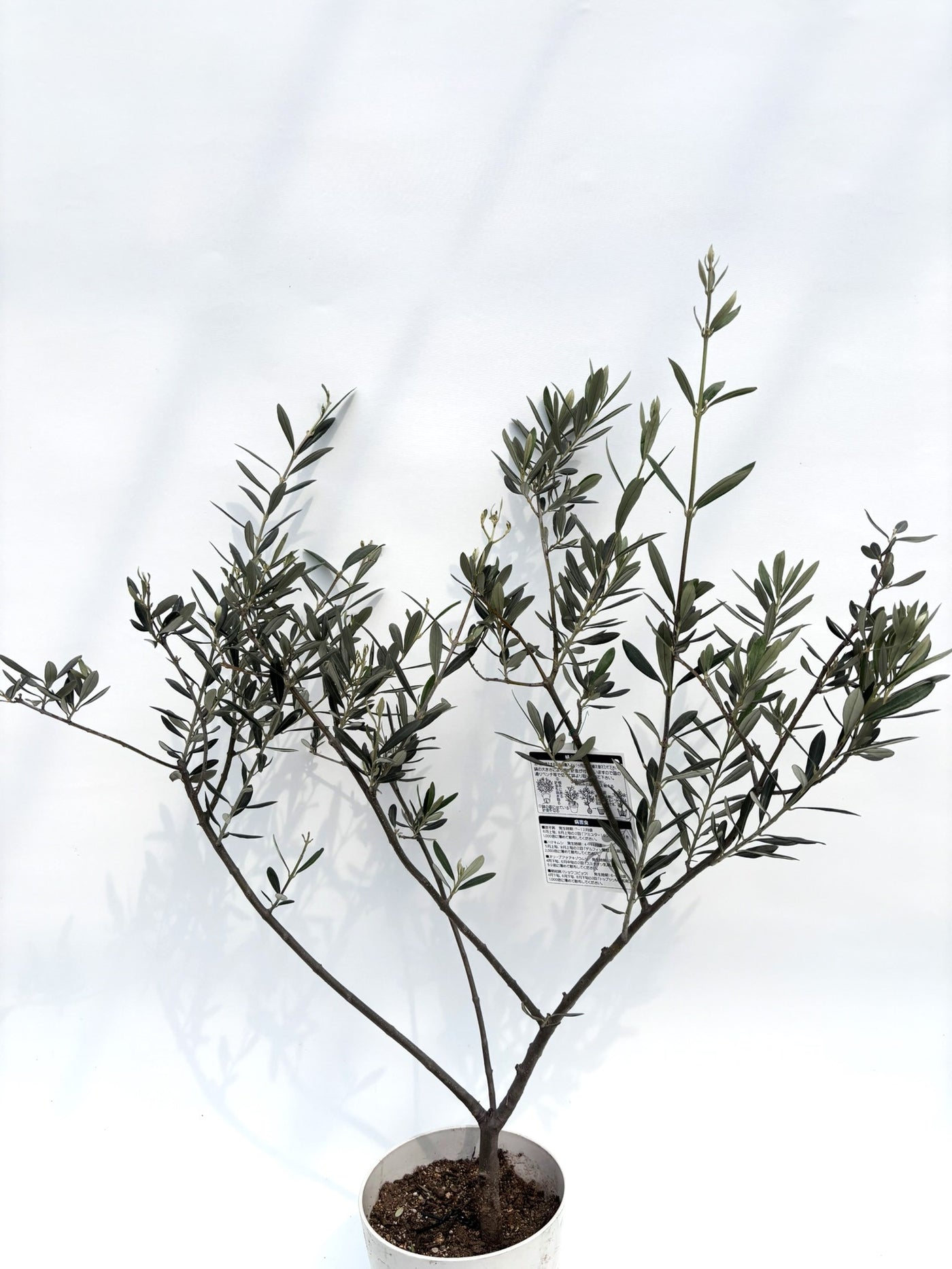 alt="鉢植えのオリーブの木”