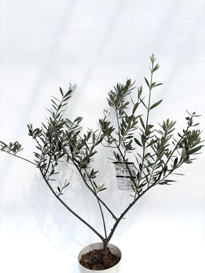 alt="鉢植えのオリーブの木”