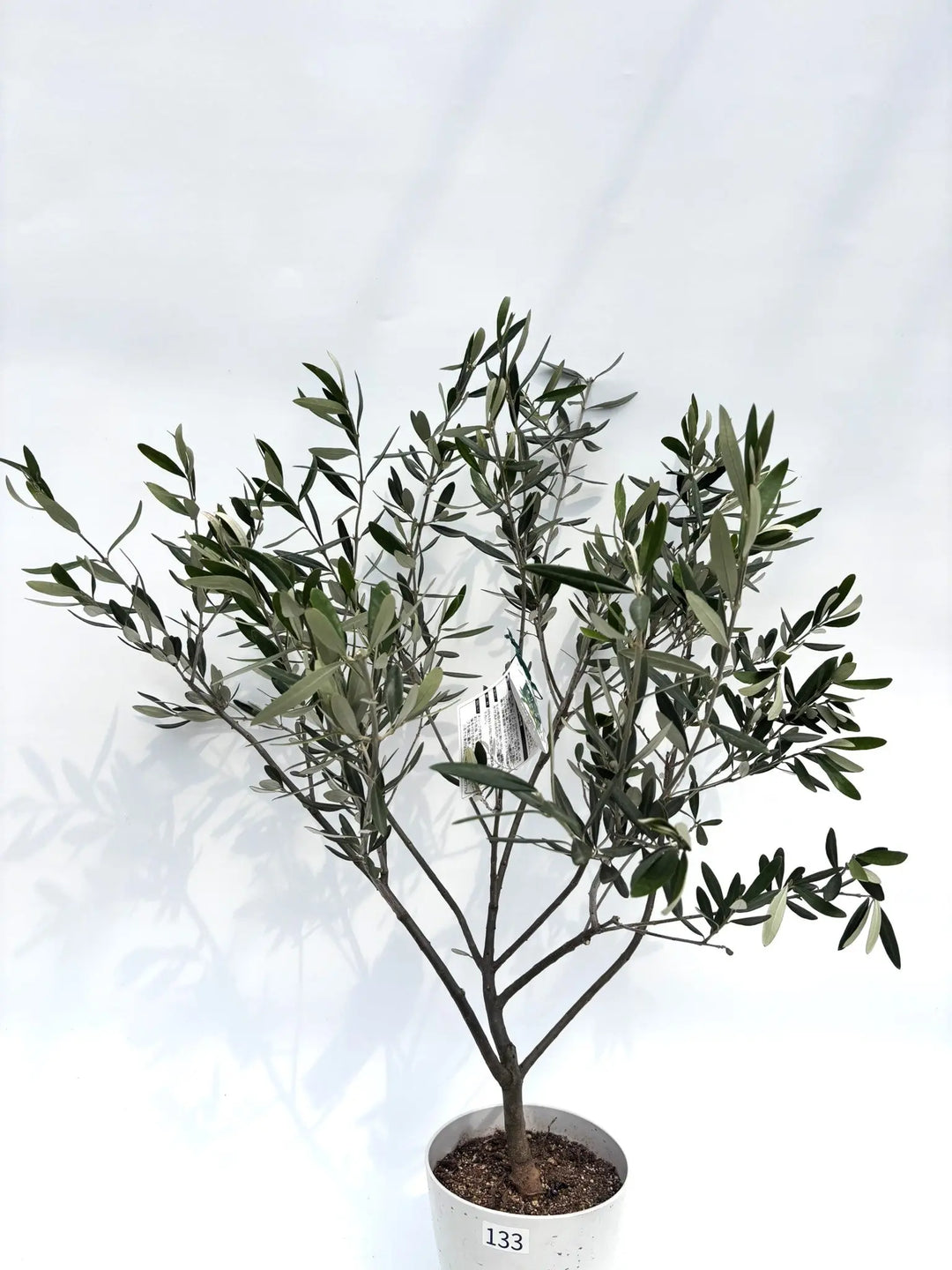 希少品種 - 株式会社鶴亀園