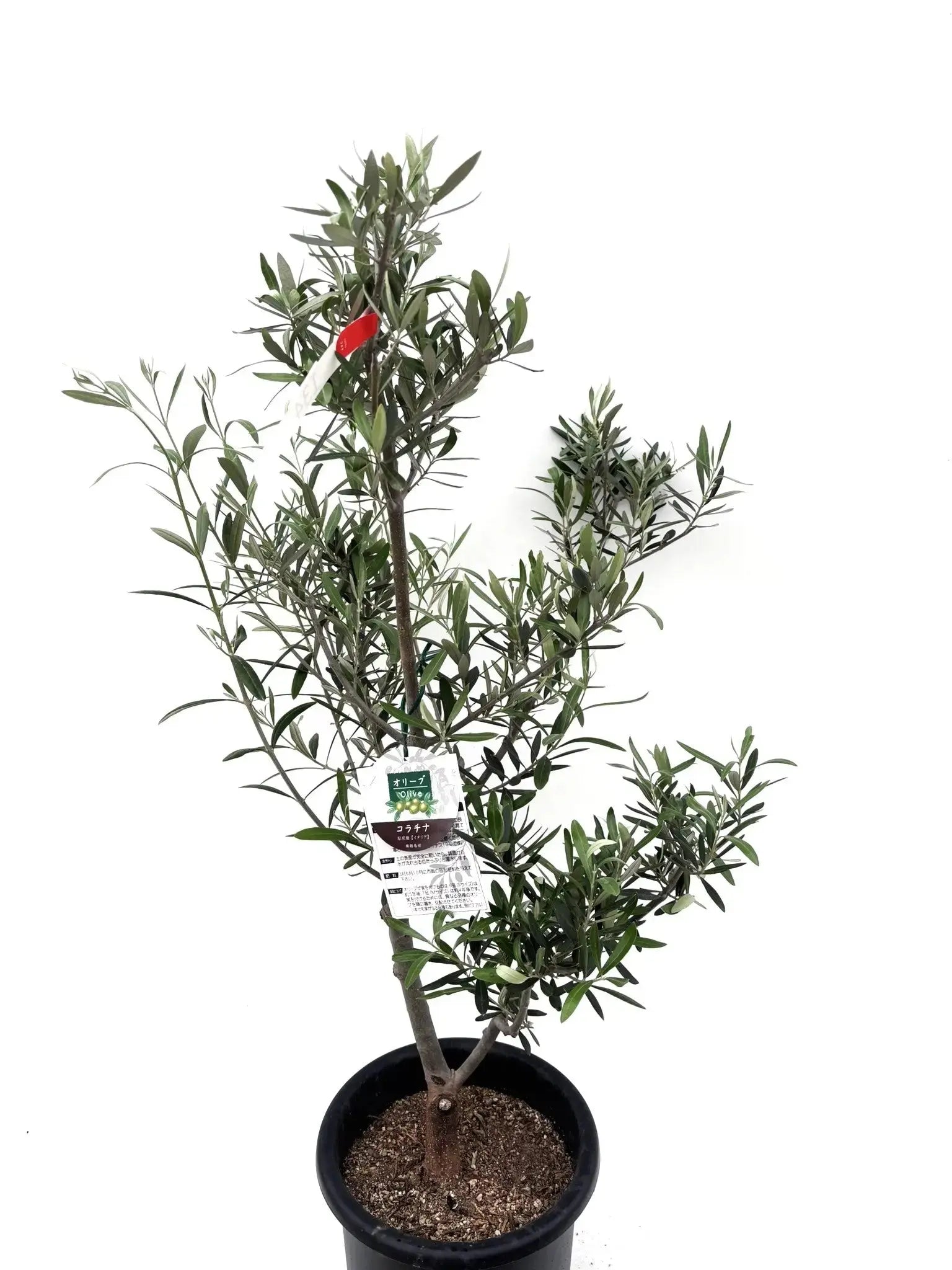 ★☺︎⭐︎☺︎★...& BUHI　オリーブの木　古木　螺旋　10号 観葉植物 オリーブの木 10号 レッチーノ Eco Stone (エコ