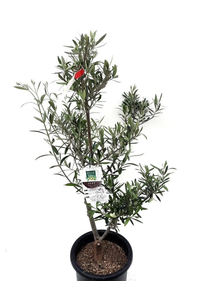 オリーブの木　コラチナ　7号　約70cm　NO.592　人気品種　一点物 オリーブの木 コラチナ 7号 約70cm NO.592 人気品種 一点物