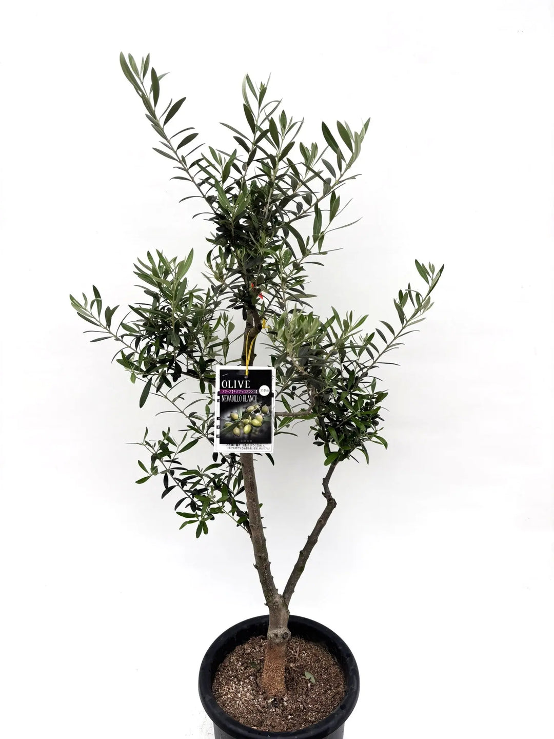 人気・初心者向き・開帳型】ネバディロブランコ（オリーブの木