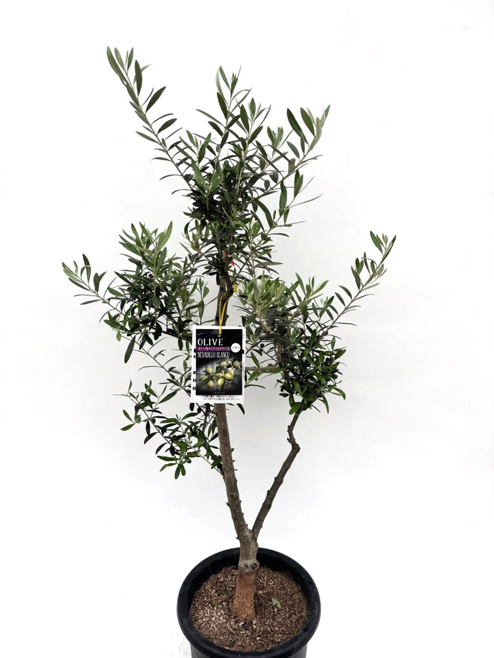 人気・初心者向き・開帳型】ネバディロブランコ（オリーブの木