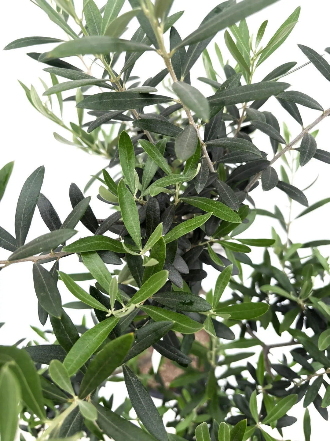 人気・初心者向き・開帳型】ネバディロブランコ（オリーブの木