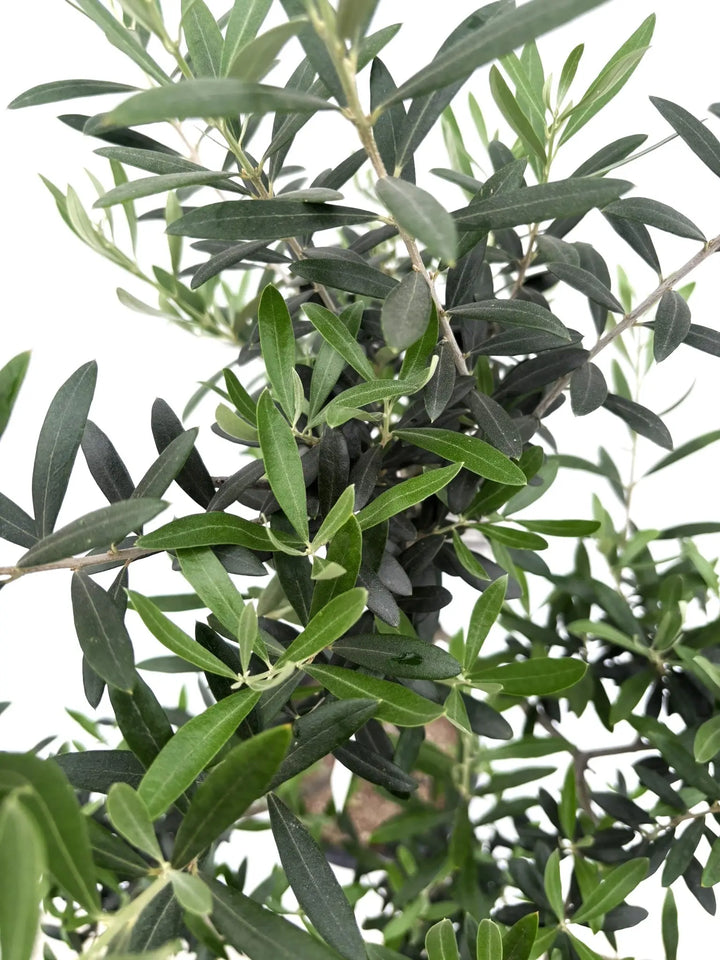 人気・初心者向き・開帳型】ネバディロブランコ（オリーブの木