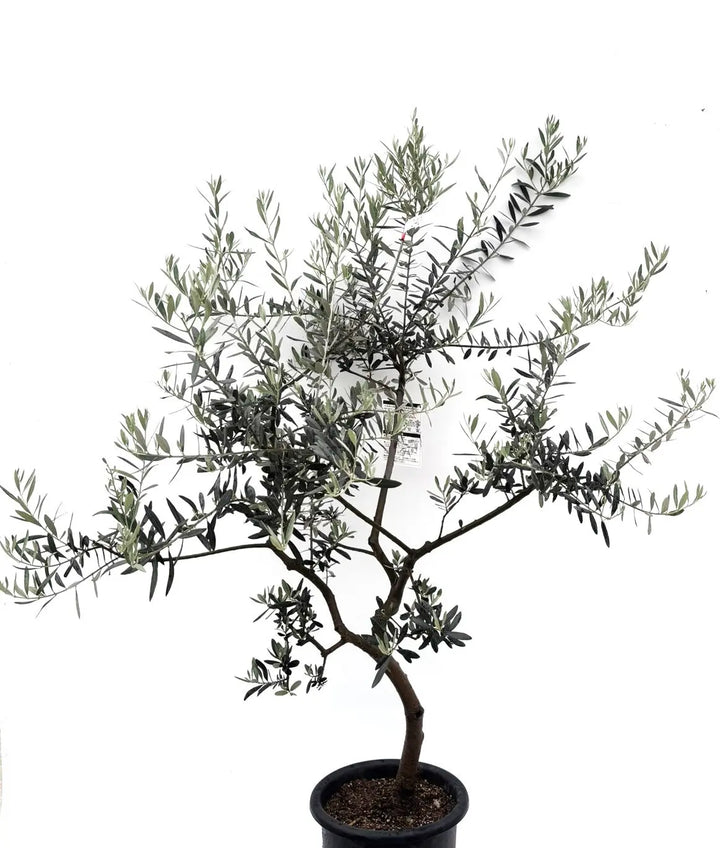 オリーブの木　ペンドリノ　8号　約140cm　K-140　一点物 希少・柳型】ペンドリノ（オリーブの木）〈観葉植物〉｜140cm｜Mサイズ
